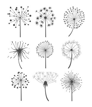 Monochrome Dandelion Set Vector Illustration