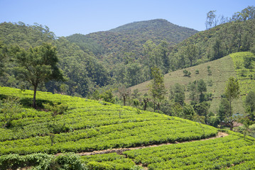Fototapeta na wymiar Чайные плантации в районе Нувара Элиа. Шри-Ланка