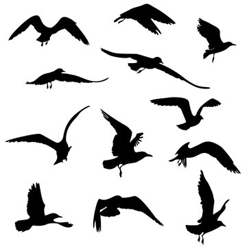 silhouettes of seagulls flying