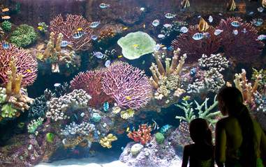 Fototapeta premium Aquarium