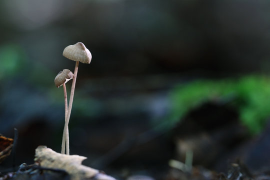 poisonous mushrooms in the forest