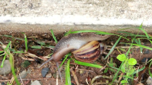 Movement of snail after rain.