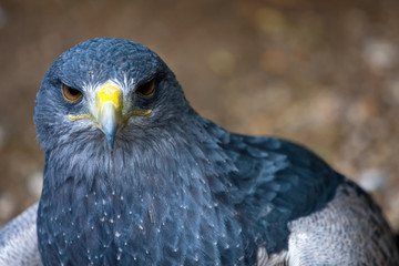 Buzzard eagle - Geranoaetus melanoleucus
