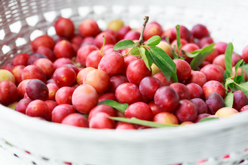 Cherry plums (Prunus cerasifera)