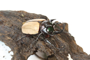 Rhinoceros beetle 5 He.