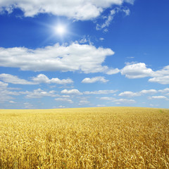 Fototapeta premium Wheat field and blue sky with sun