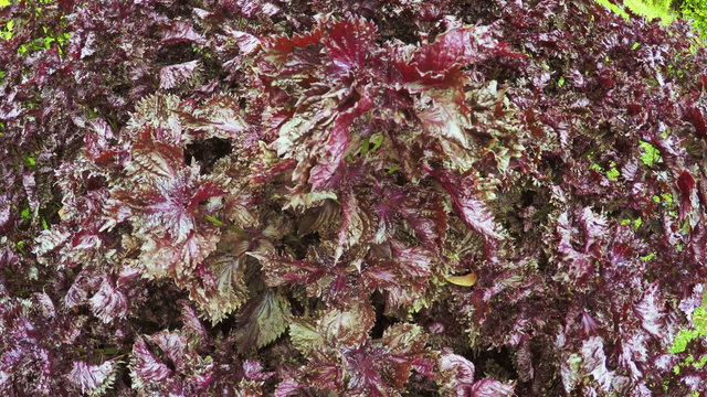 Flower Garden in city park
