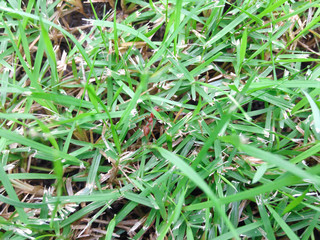 Ant in the grass background