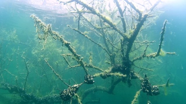Tree branches covered with algae in a flooded forest
