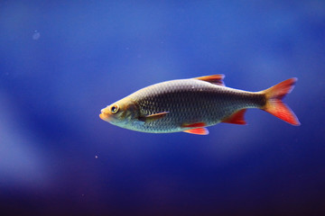 Fototapeta premium fish, roach, underwater photo