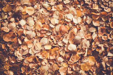 Background of yellow autumn leaves