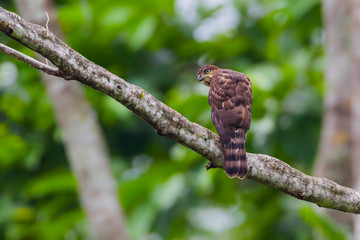 Crested serpent-eagle( Spilornis cheela) in nature 