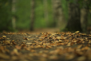 fallen leaves background