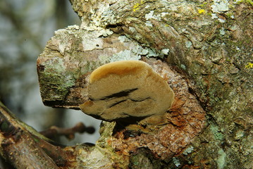 Champignon sur prunier appelé phellin du prunier