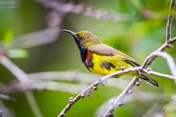 Olive-backed sunbird(Cinnyris jugularis) on the branch 