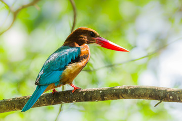 White-throated kingfisher(Halcyon smyrnensis) on the branch