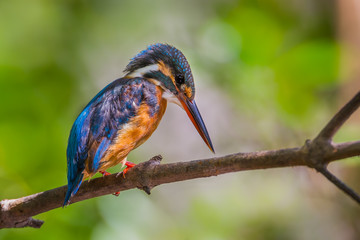 Common Kingfisher (Alcedo atthis) on the branch 
