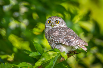 Close up left side of Spotted owlet(Athene brama) 