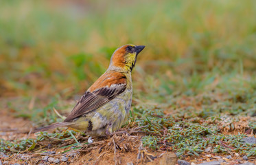 Male Plain-backed Sparrow (Passer flaveolus)