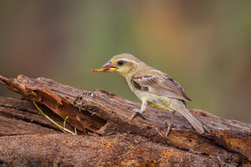 Female Plain-backed Sparrow (Passer flaveolus) 