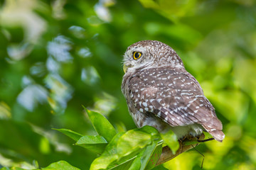 Close up left side of Spotted owlet(Athene brama) 