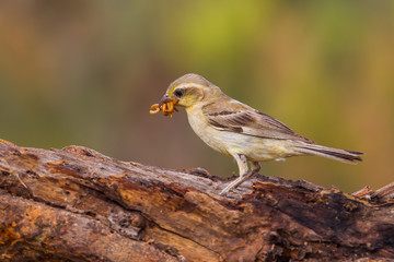 Female Plain-backed Sparrow (Passer flaveolus)  in 