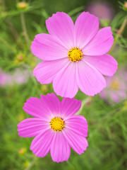 Fototapeta premium コスモス