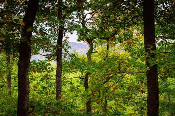 Beautiful pine-tree forest in Alsace mountains, autumnal colors
