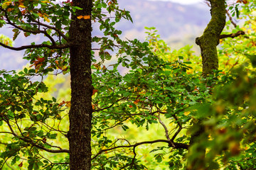 Beautiful pine-tree forest in Alsace mountains, autumnal colors