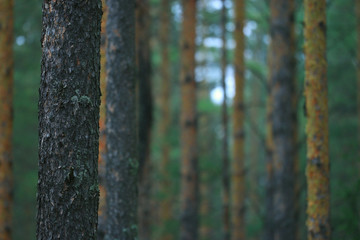 texture of tree bark