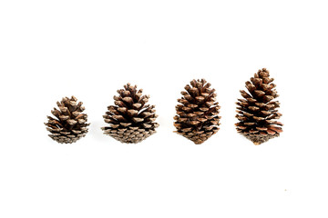 Naklejka na ściany i meble various pine cone trees isolated on white
