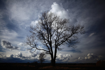 Fototapeta na wymiar lone tree without leaves in autumn