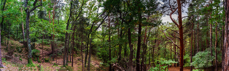 Fototapeta premium Beautiful pine-tree forest in Alsace mountains, autumnal colors,