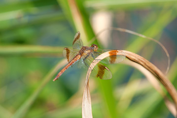 libellula sopra una pianta