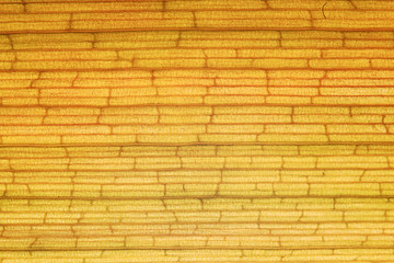 texture plant fiber leaf to the light