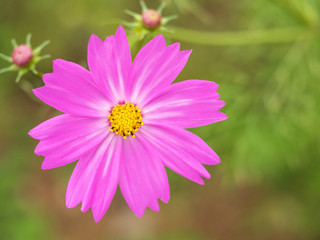 Obraz premium コスモス