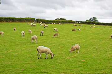 Fototapeta na wymiar Sheep grazing grass