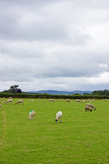 Obraz premium Seep grazing grass