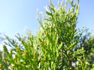 Coniferous Tree