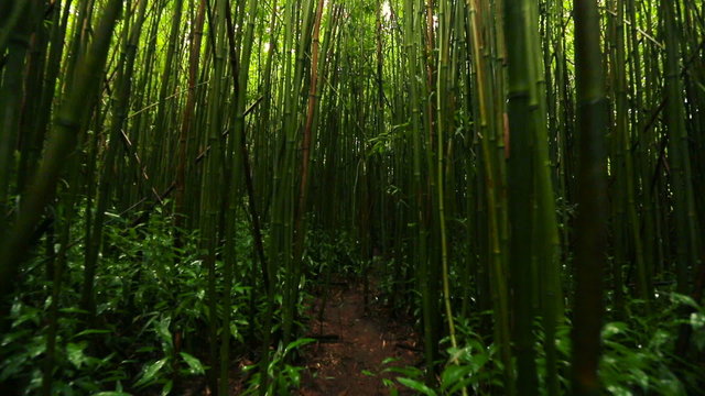 Bamboo Forest Light Filtering Through Canopy. Smooth Steadicam POV Shot
