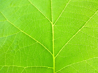 Green Leaf