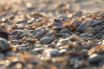 Seashell background