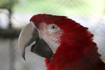 Red Parrot