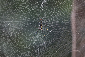 Spider