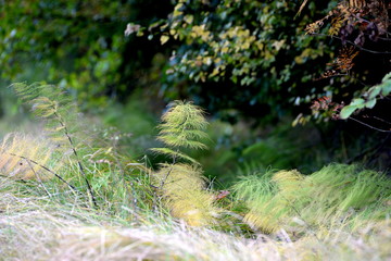 Schachtelhalm im Gegenlicht
