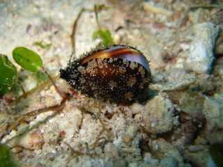 Schnecke