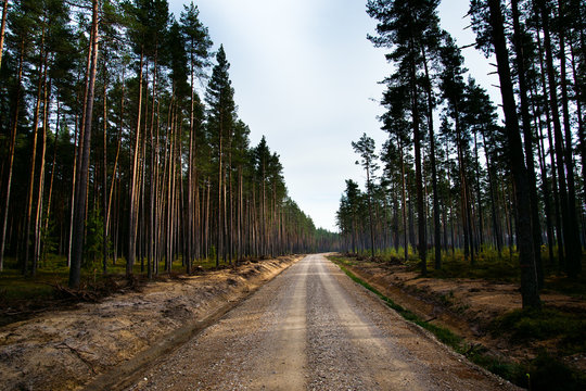 Fototapeta Forest road.