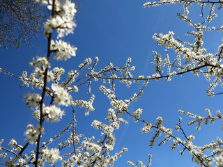 Schlehenblüte