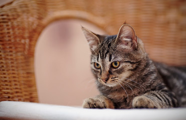 Portrait of a striped domestic kitten on a wicker chair