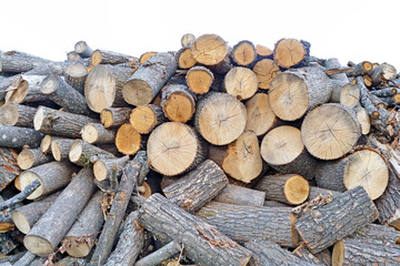 
The picture shows a large number of timber harvested as building material and firewood, isolated on a white background